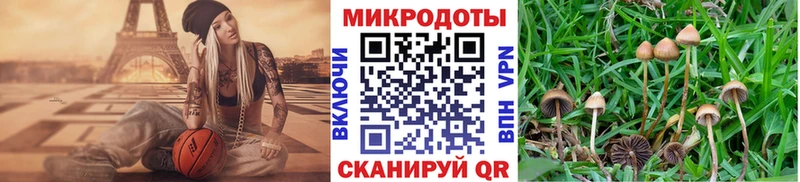 купить  цена  Снежногорск  Псилоцибиновые грибы Psilocybe 
